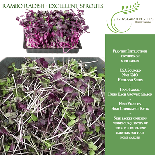 Rambo Radish | 200 Seeds/Pk