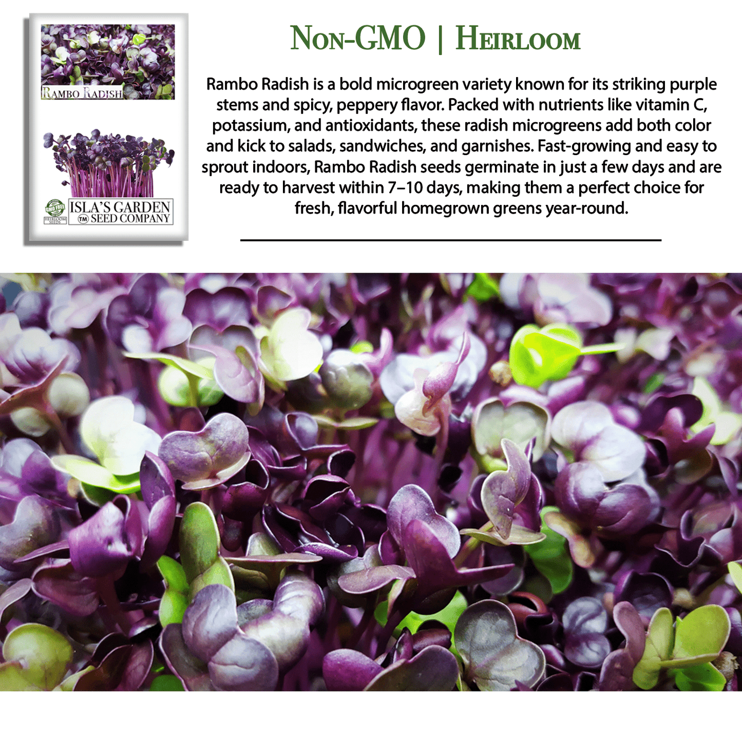 Rambo Radish | 200 Seeds/Pk