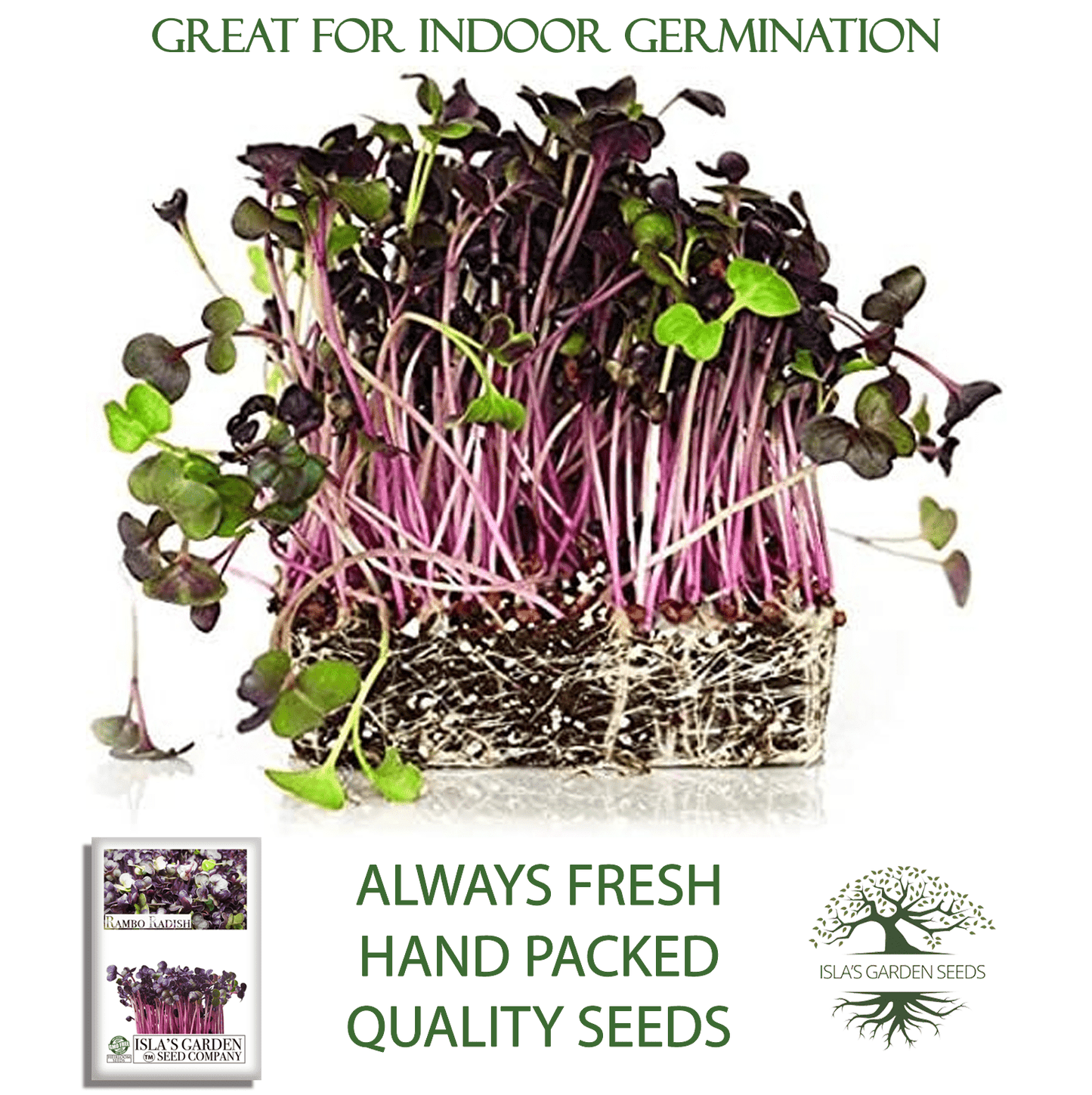 Rambo Radish | 200 Seeds/Pk