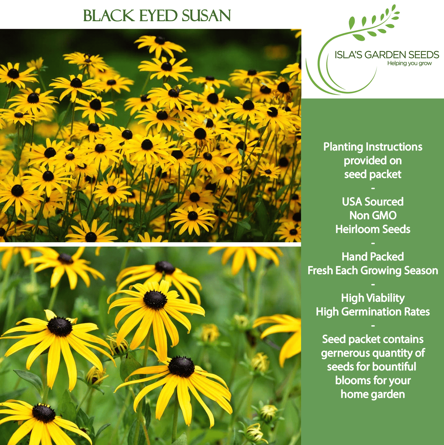 Black Eyed Susan | 3,000 Seeds/Pk