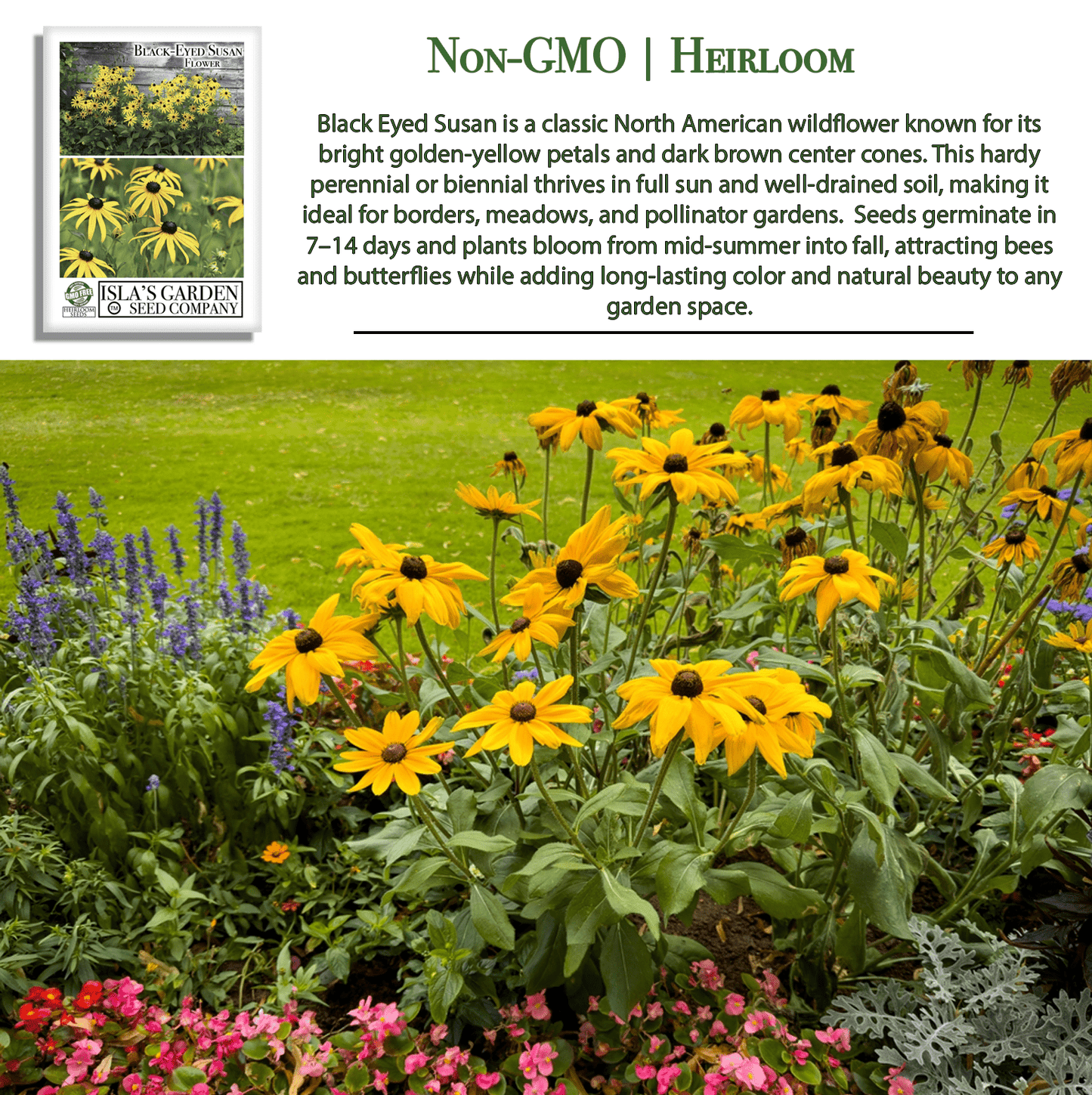 Black Eyed Susan | 3,000 Seeds/Pk