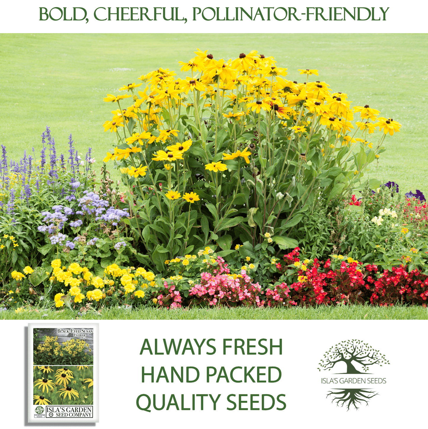 Black Eyed Susan | 3,000 Seeds/Pk