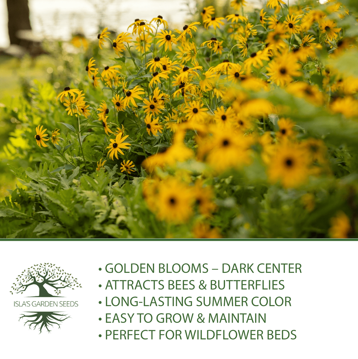 Black Eyed Susan | 3,000 Seeds/Pk