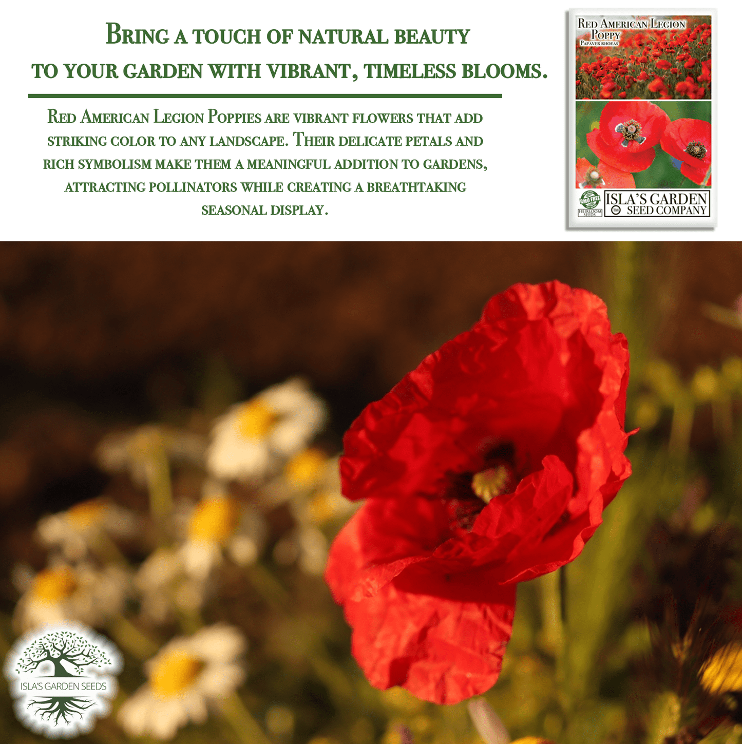 Red American Legion Poppy | 3,000 Seeds/Pk