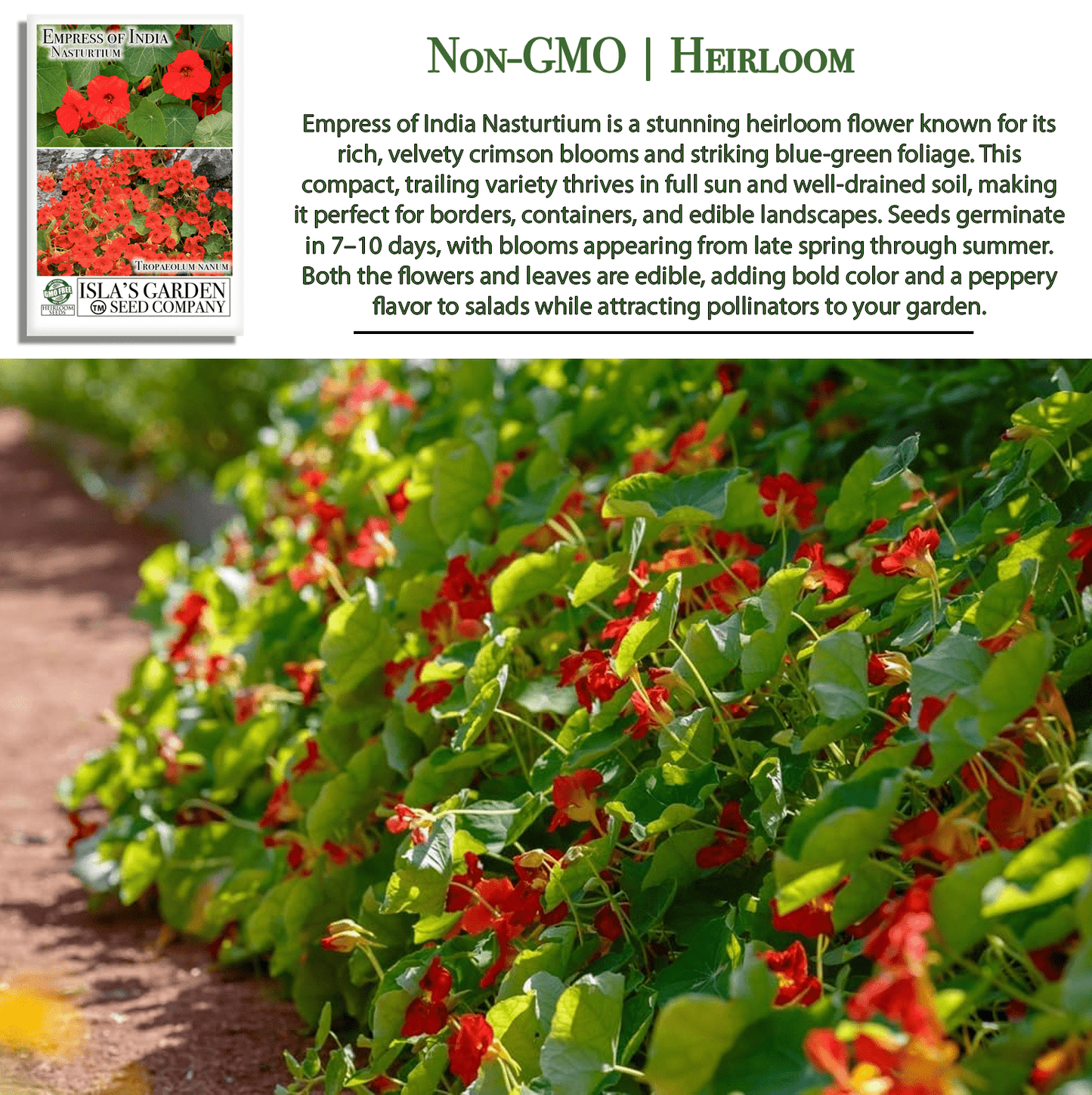 Empress of India Nasturtium | 50 Seeds/Pk