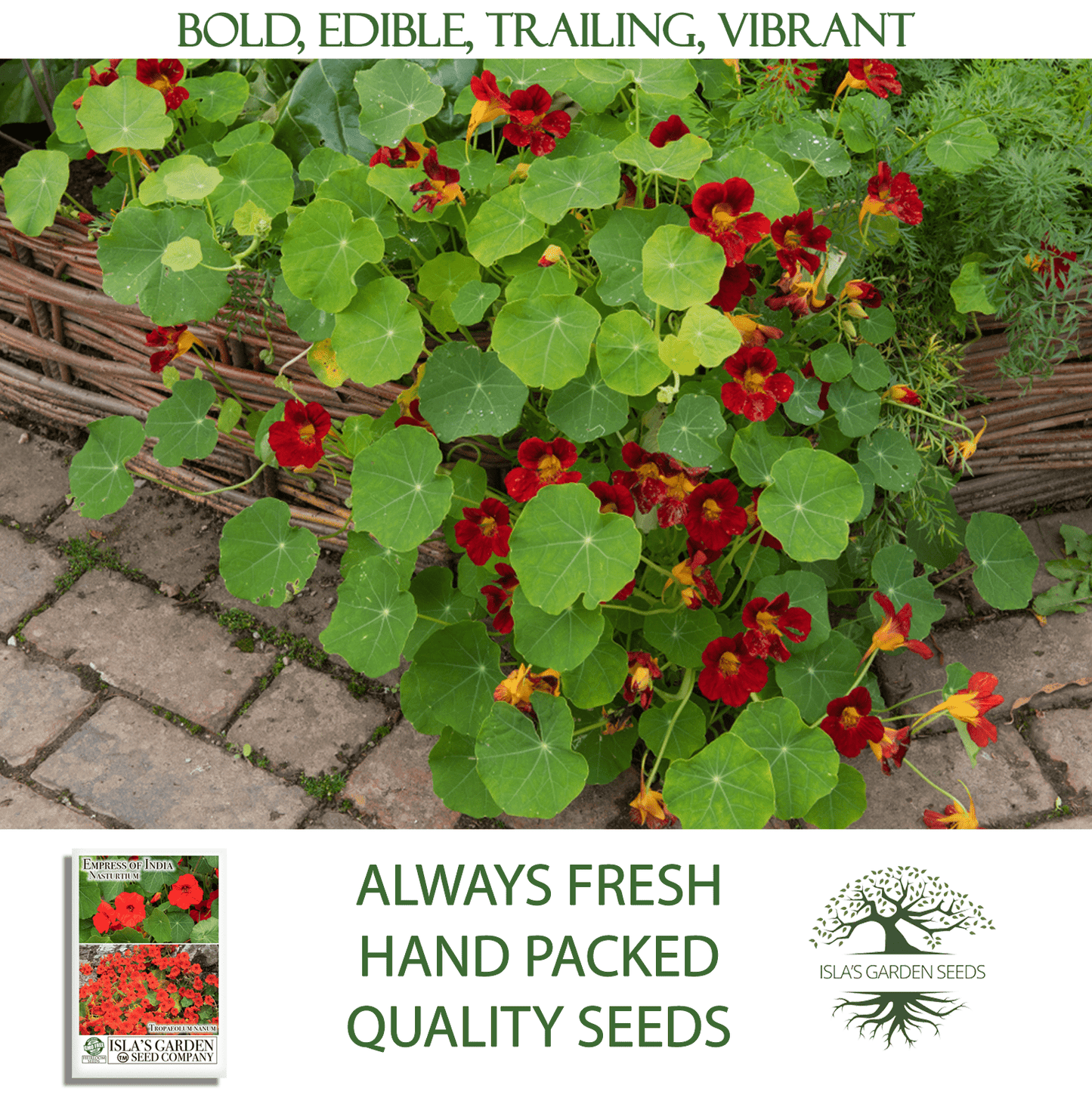 Empress of India Nasturtium | 50 Seeds/Pk
