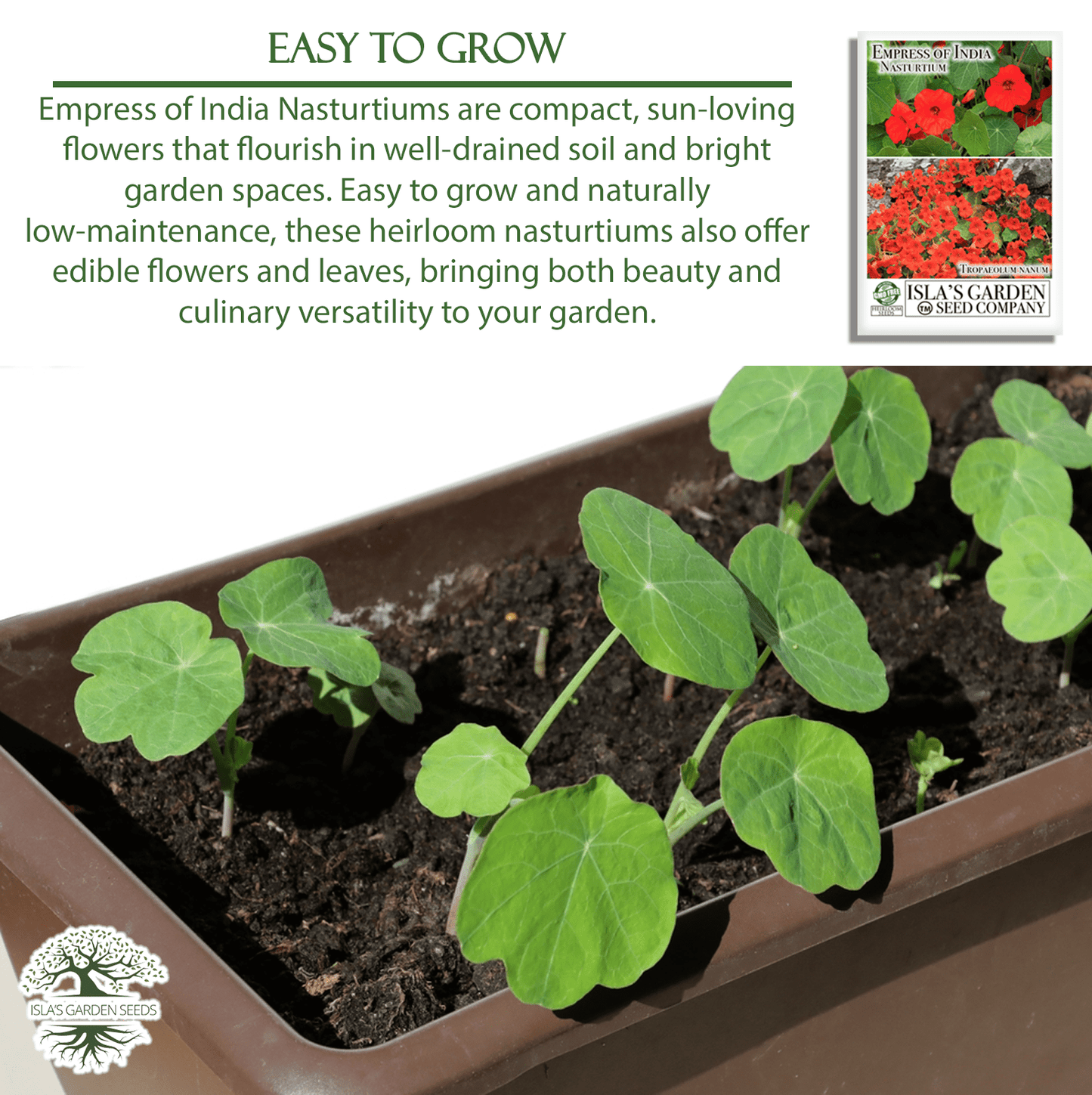 Empress of India Nasturtium | 50 Seeds/Pk