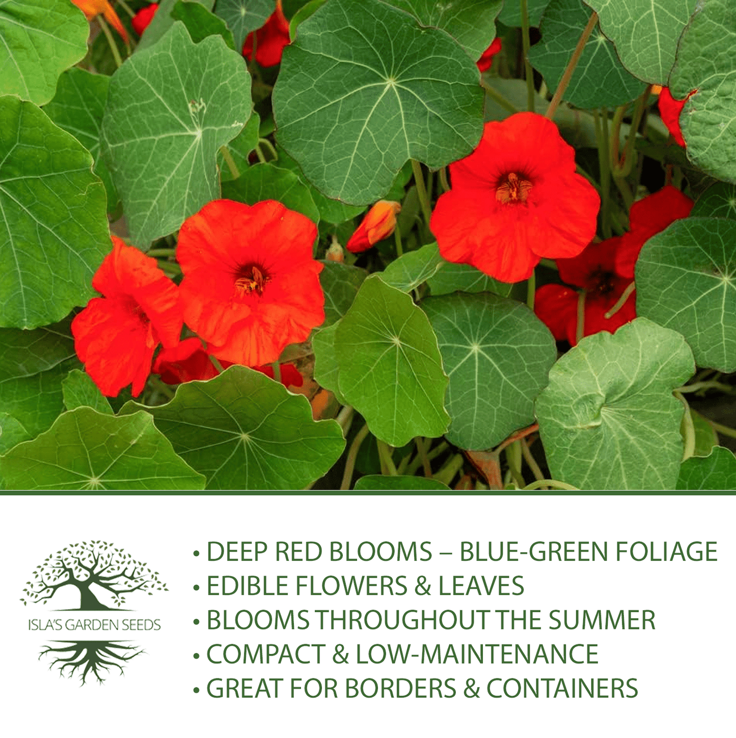 Empress of India Nasturtium | 50 Seeds/Pk