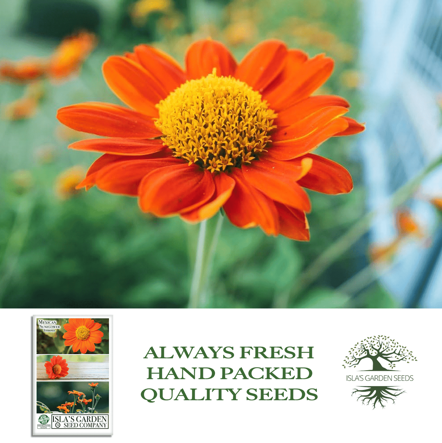 Mexican Sunflower | 100 Seeds/Pk
