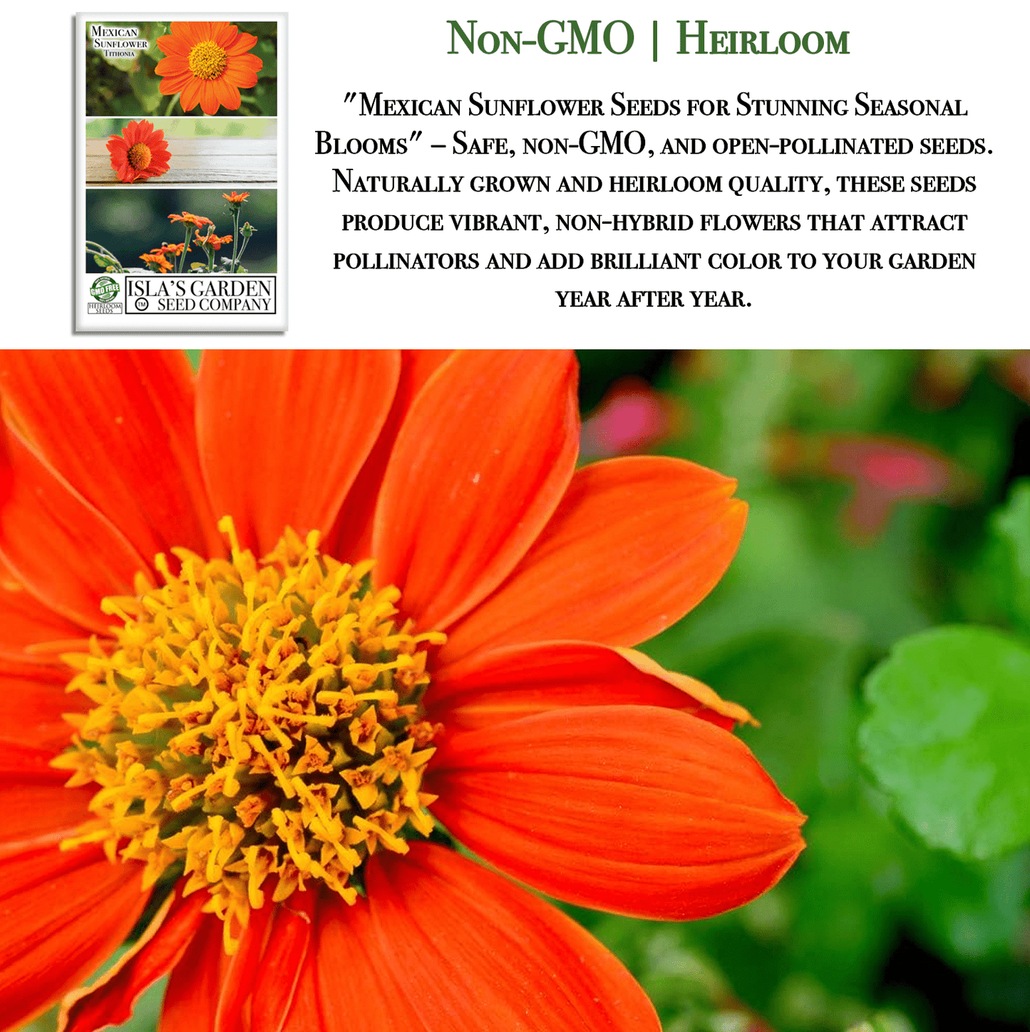 Mexican Sunflower | 100 Seeds/Pk