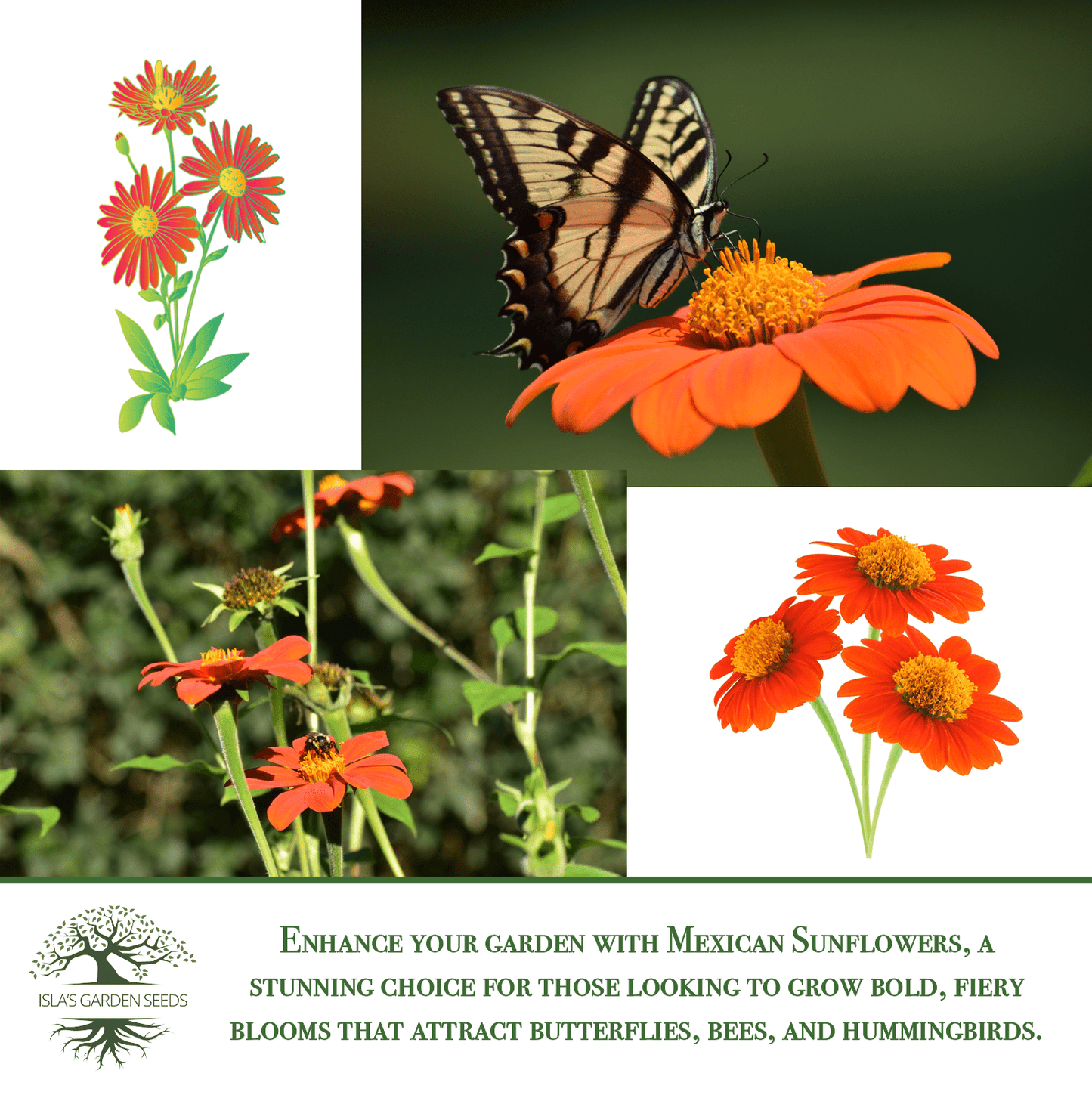Mexican Sunflower | 100 Seeds/Pk
