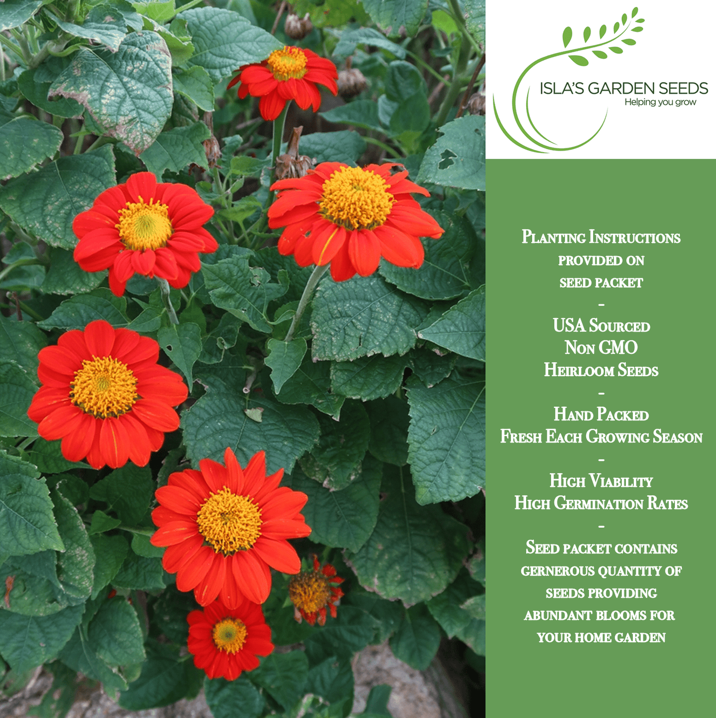 Mexican Sunflower | 100 Seeds/Pk