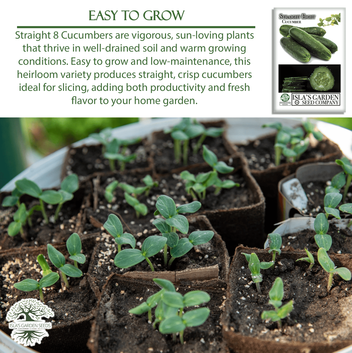 Straight Eight Cucumber | 100 Seeds/Pk