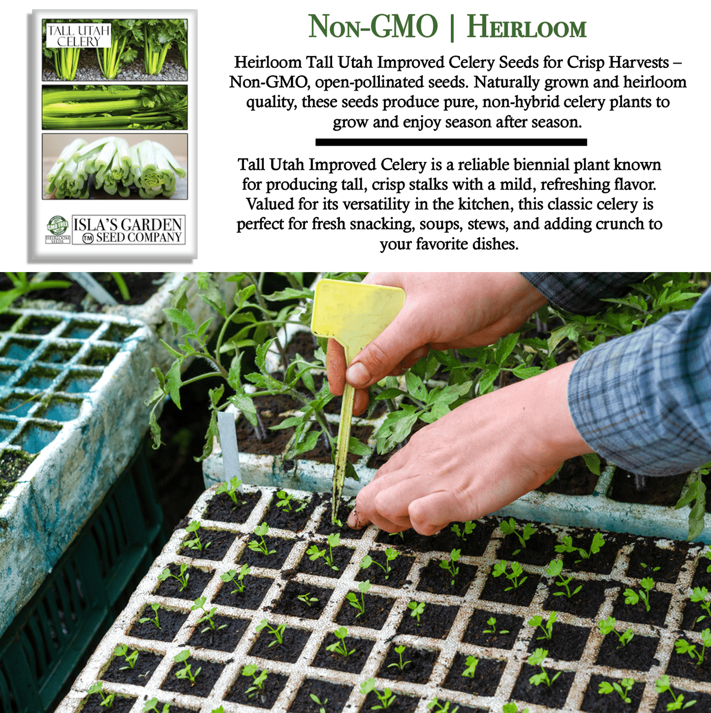 Celery Tall Utah 52-70 Improved | 2,000 Seeds/Pk
