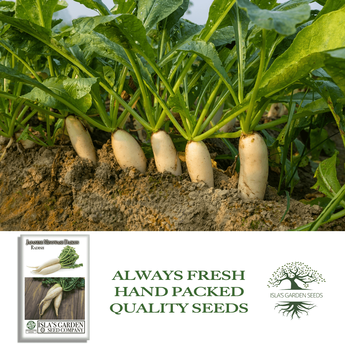 Japanese Minowase Daikon Radish | 100 Seeds/Pk