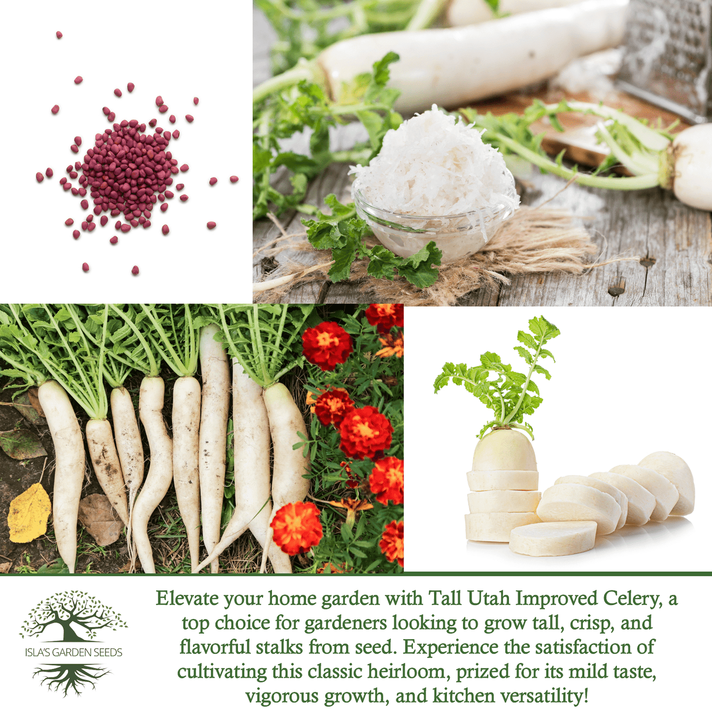 Japanese Minowase Daikon Radish | 100 Seeds/Pk