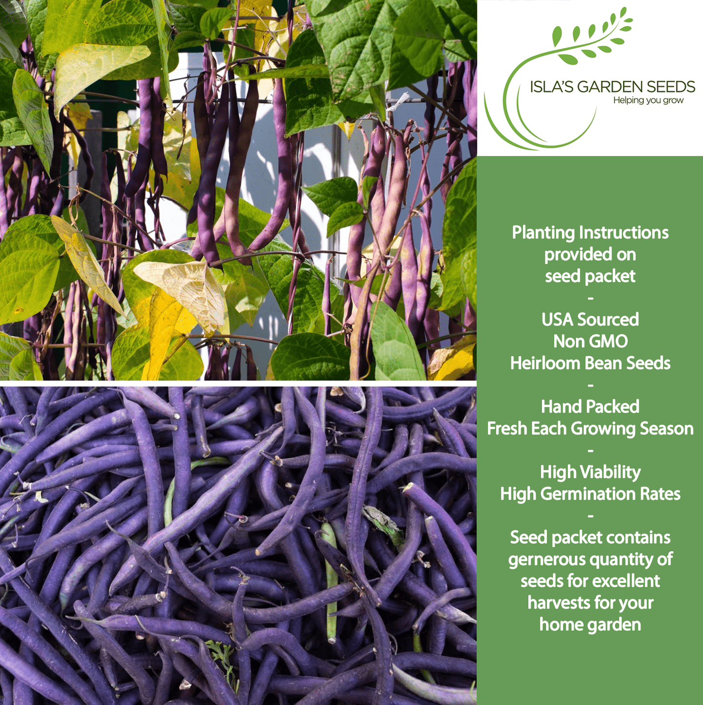 Royal Burgundy Bush Beans | 50 Seeds/Pk