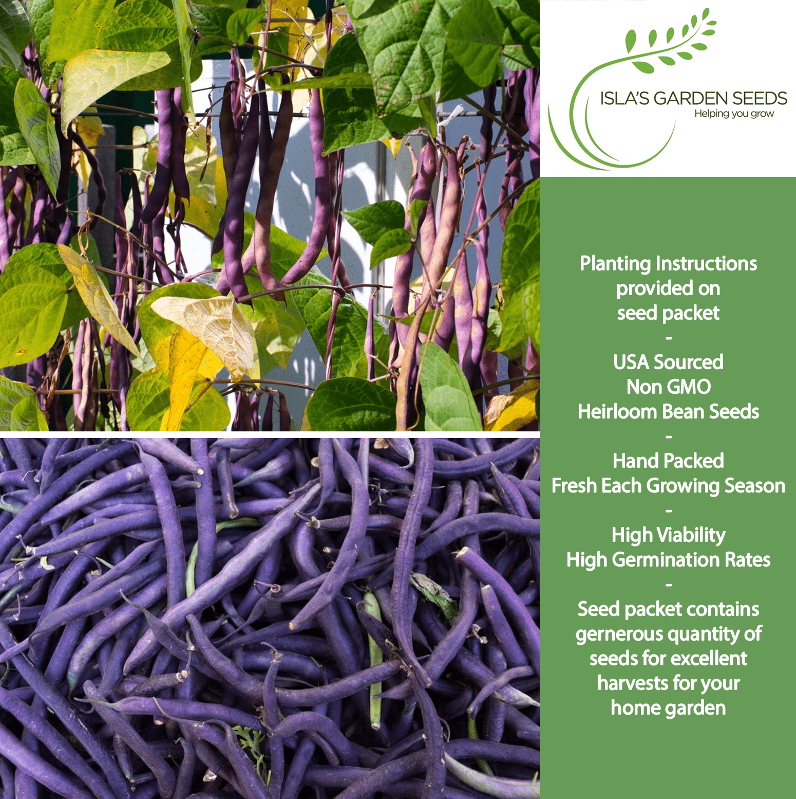 Royal Burgundy Bush Beans | 50 Seeds/Pk