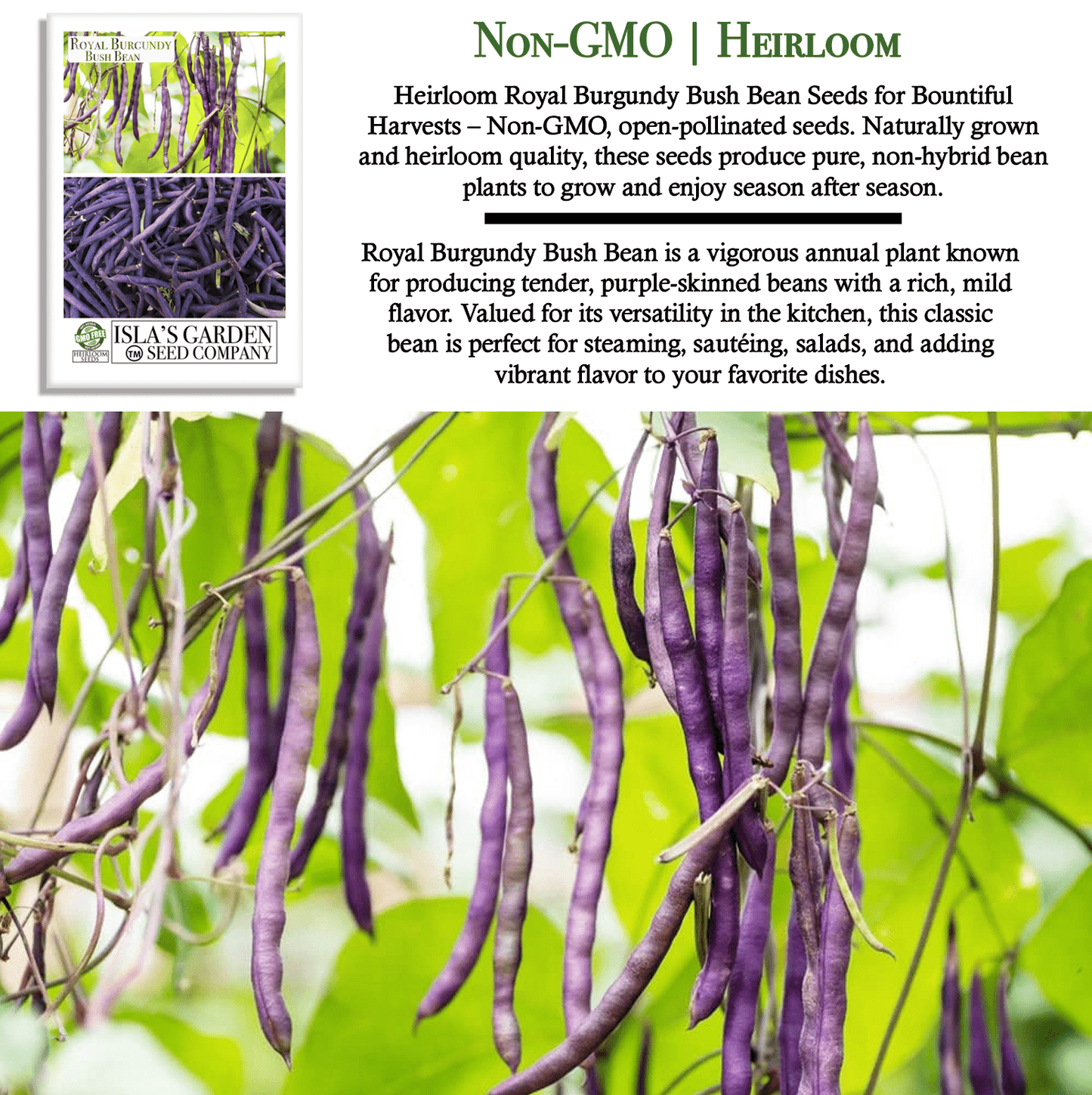 Royal Burgundy Bush Beans | 50 Seeds/Pk