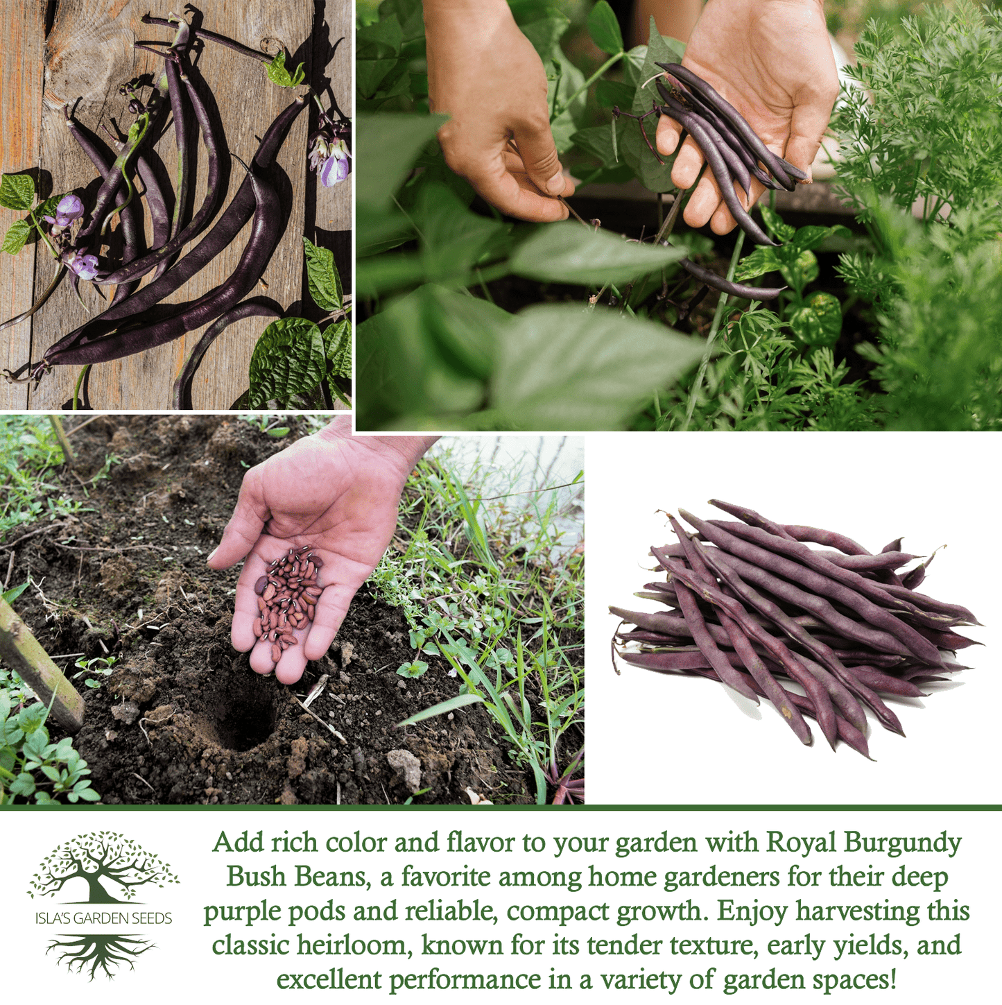 Royal Burgundy Bush Beans | 50 Seeds/Pk