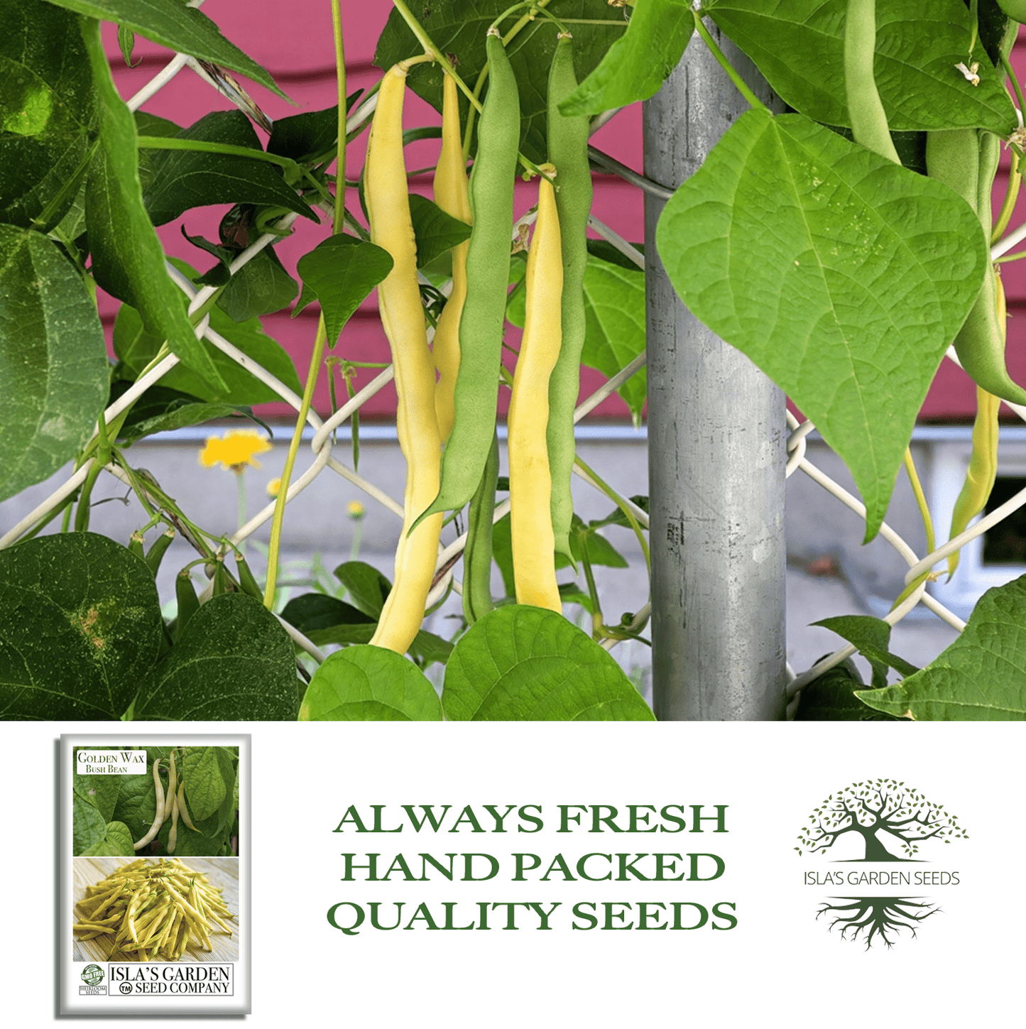 Golden Wax Bush Beans | 50 Seeds/Pk