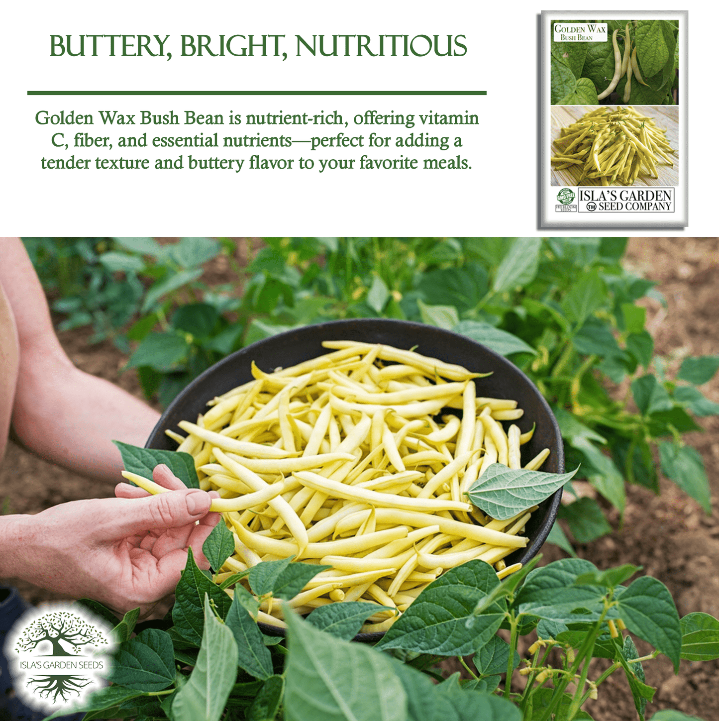 Golden Wax Bush Beans | 50 Seeds/Pk