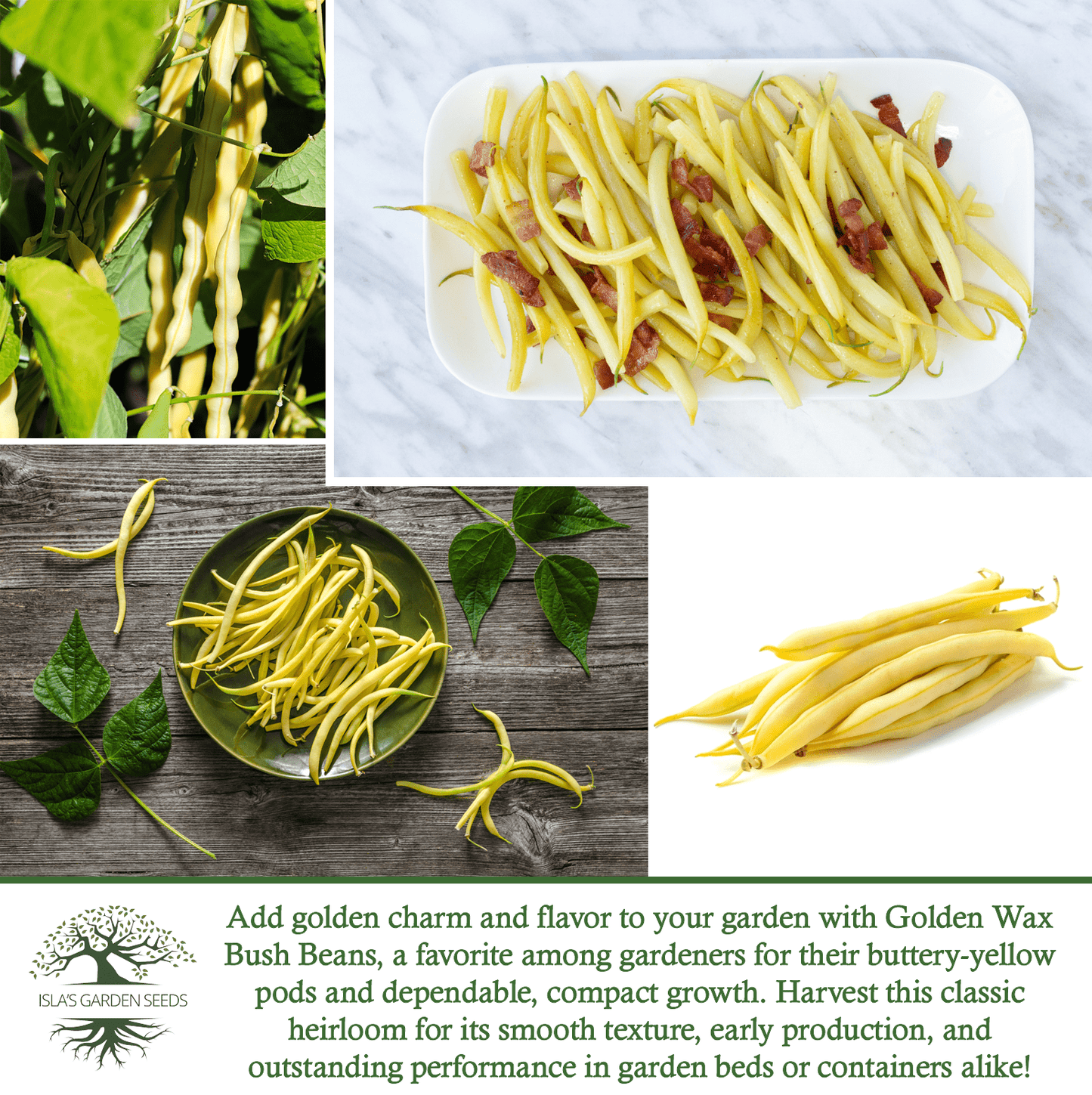 Golden Wax Bush Beans | 50 Seeds/Pk