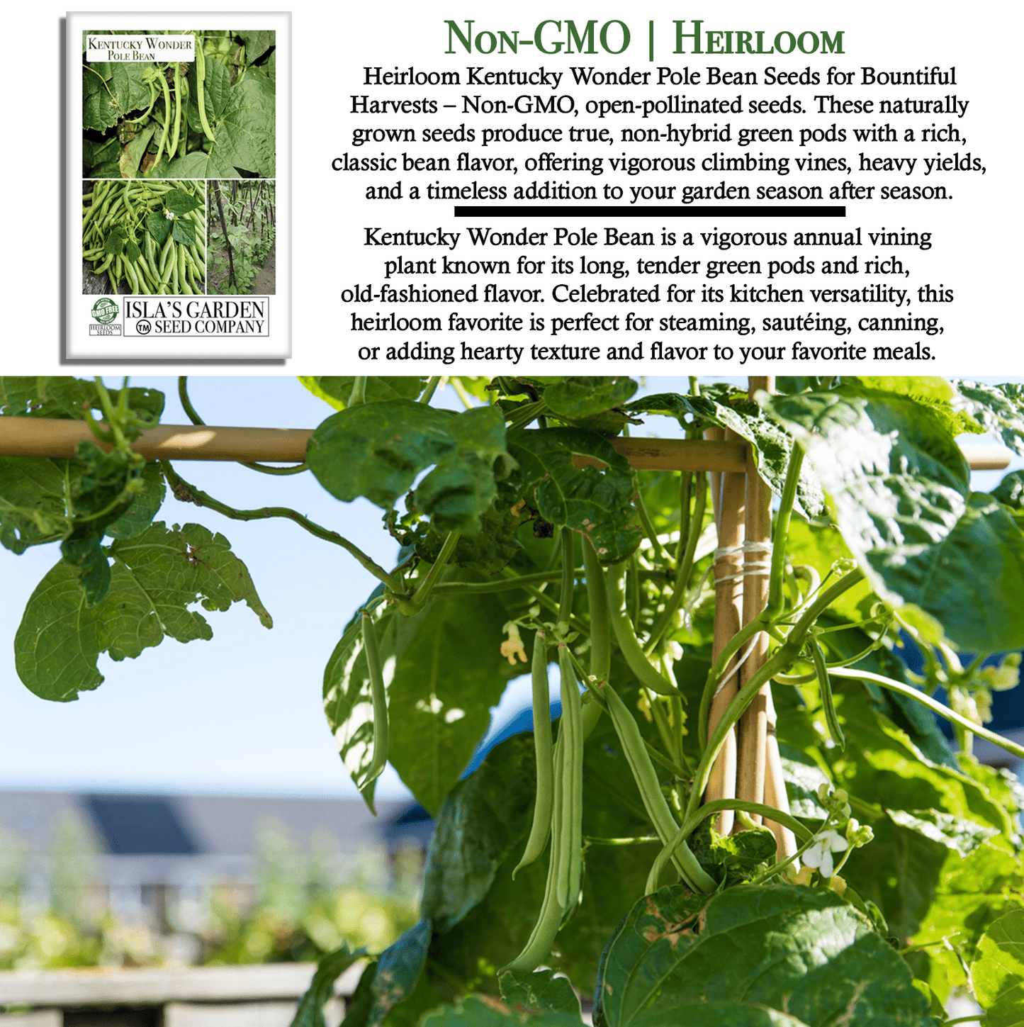 Kentucky Wonder Pole Beans | 30 Seeds/Pk