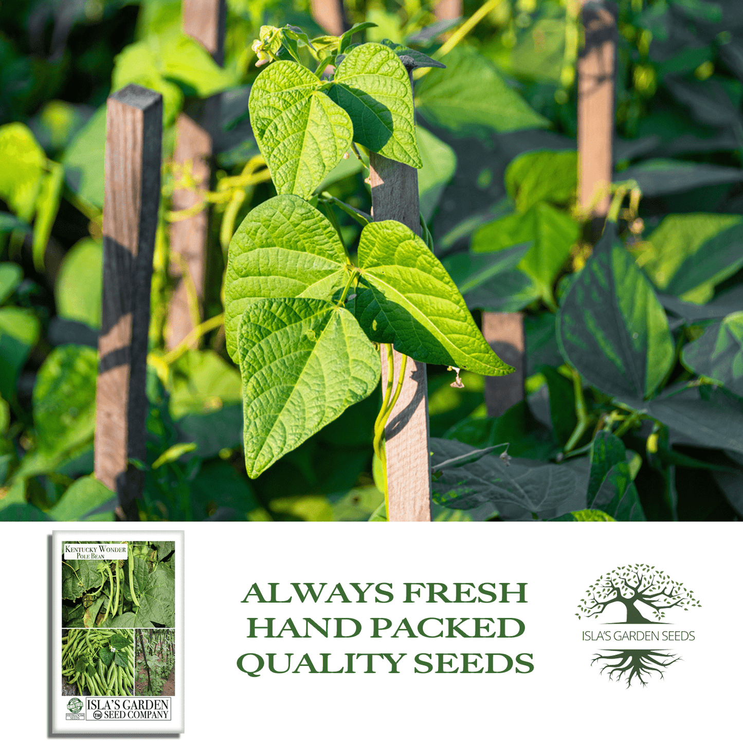 Kentucky Wonder Pole Beans | 30 Seeds/Pk