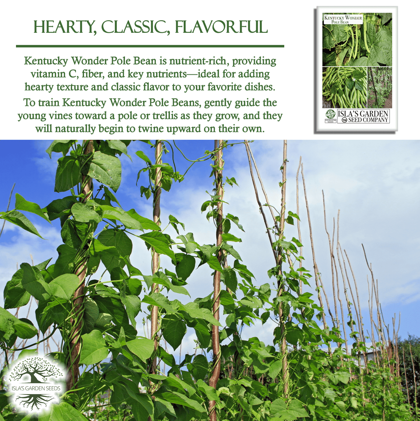 Kentucky Wonder Pole Beans | 30 Seeds/Pk