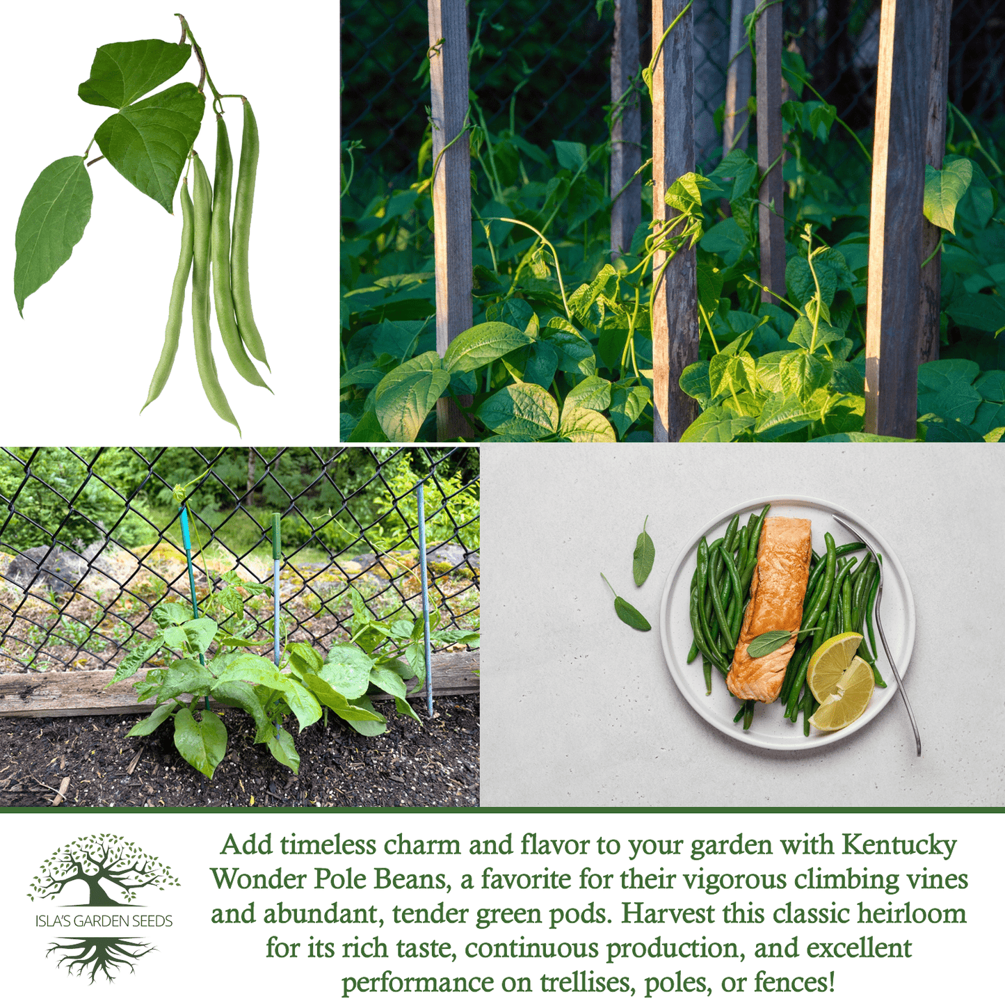 Kentucky Wonder Pole Beans | 30 Seeds/Pk
