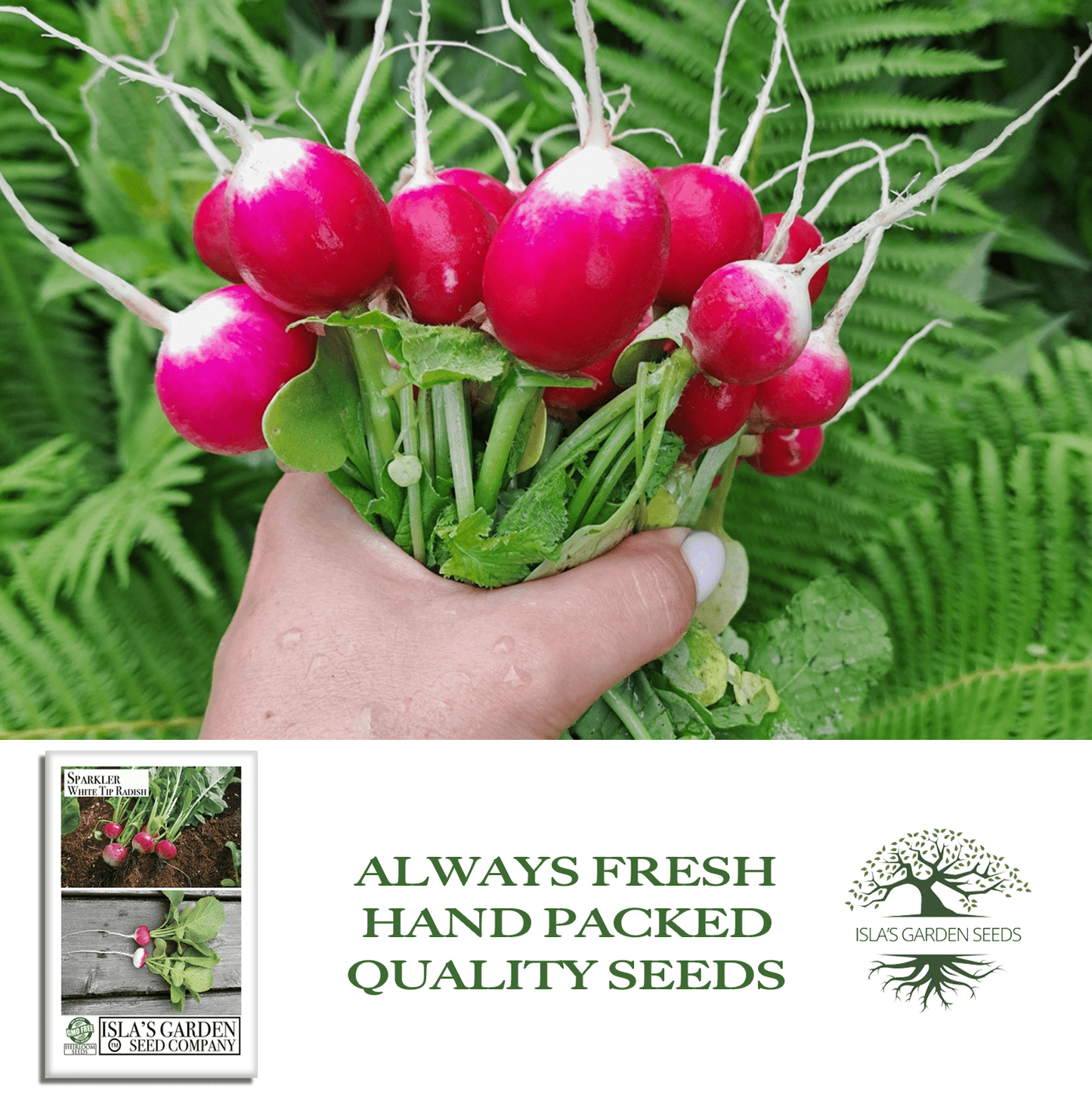 Sparkler White Tip Radish | 100 Seeds/Pk