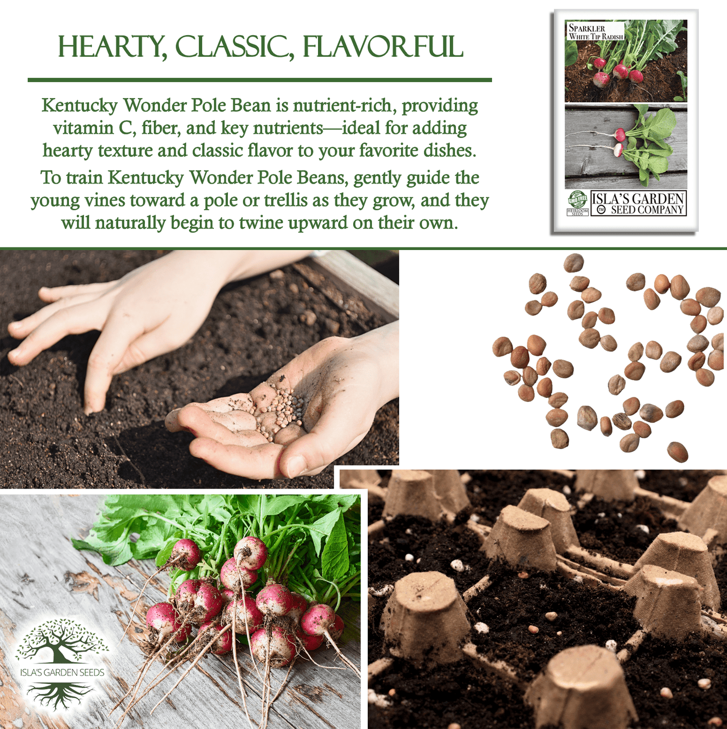 Sparkler White Tip Radish | 100 Seeds/Pk