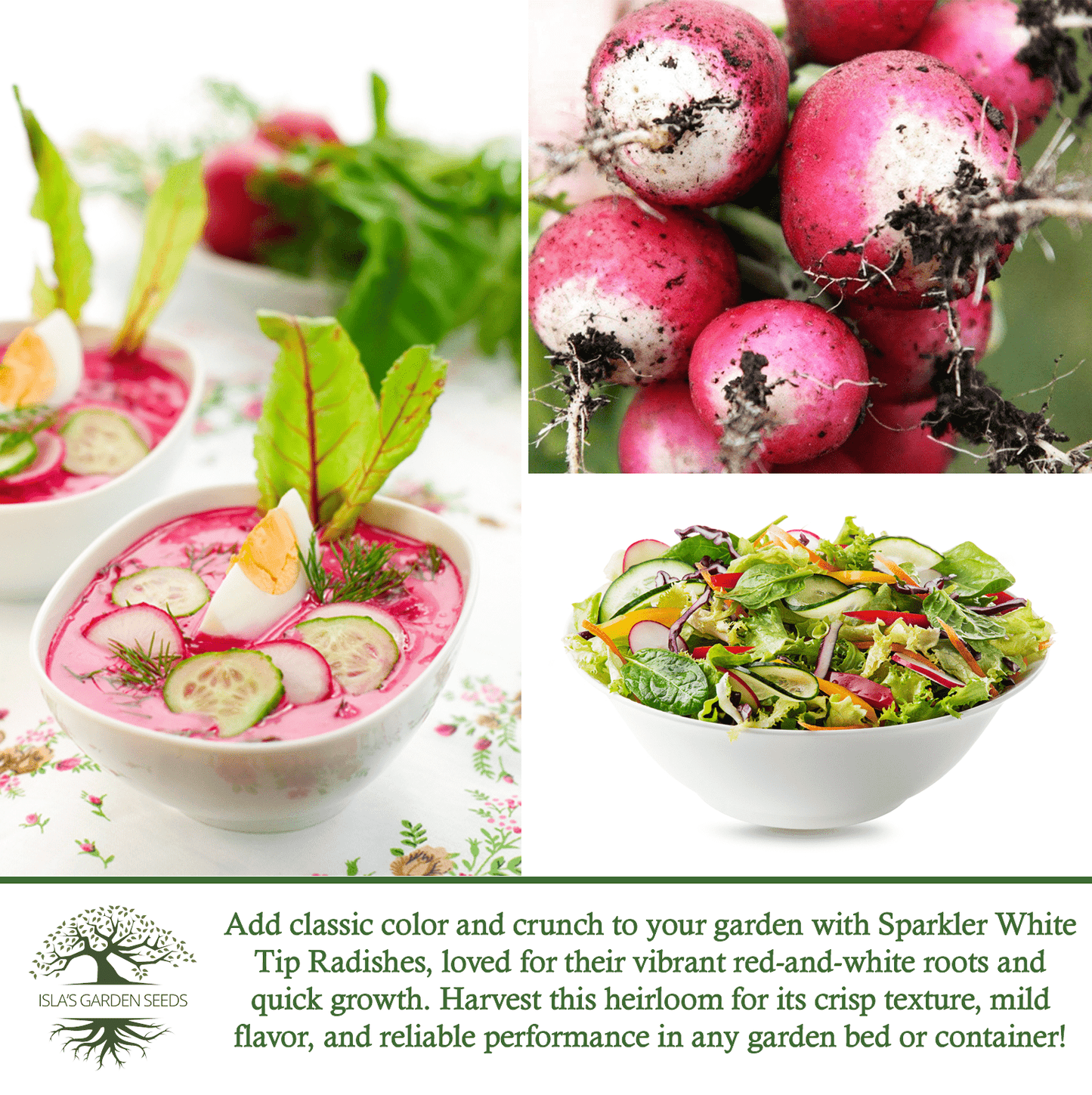 Sparkler White Tip Radish | 100 Seeds/Pk