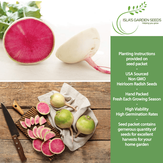 Watermelon Radish | 120 Seeds/Pk