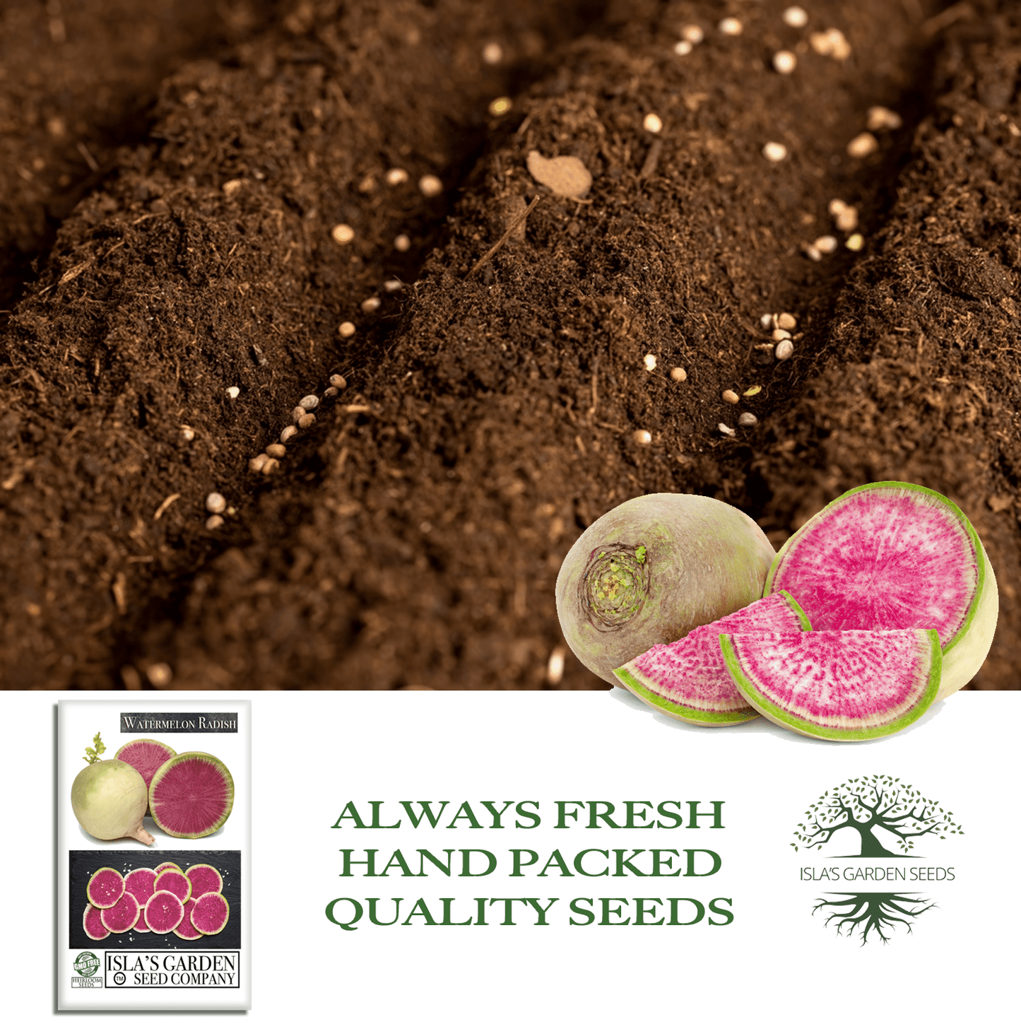 Watermelon Radish | 120 Seeds/Pk