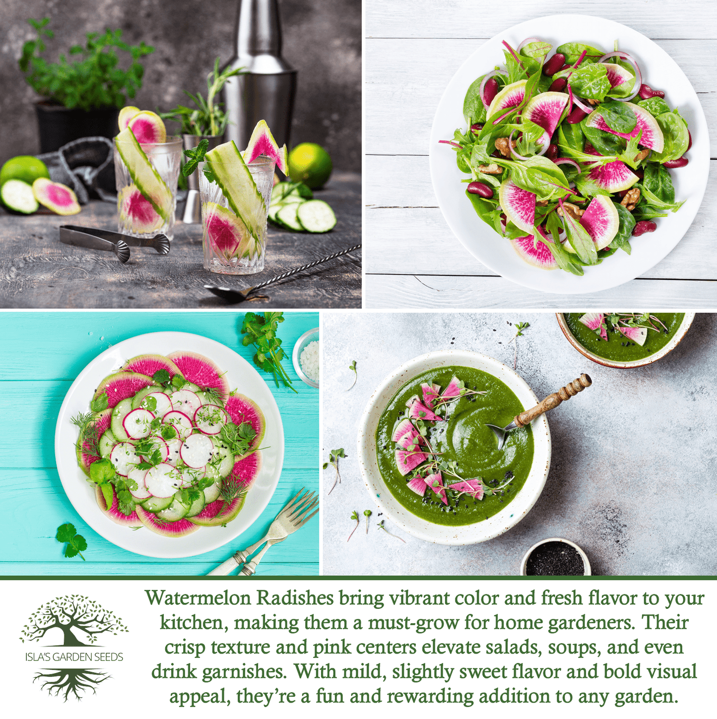 Watermelon Radish | 120 Seeds/Pk