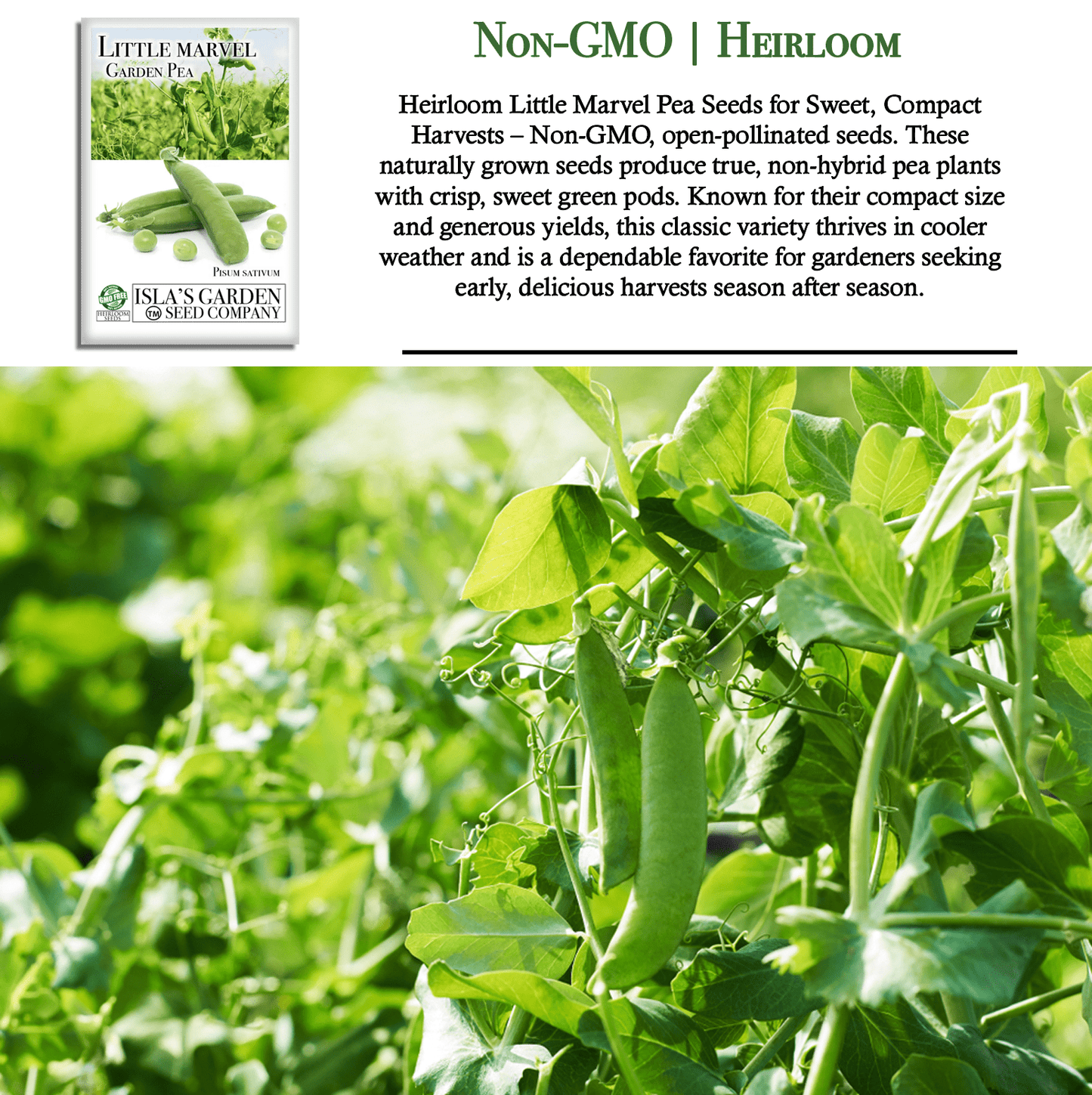 Little Marvel Pea | 50 Seeds/Pk