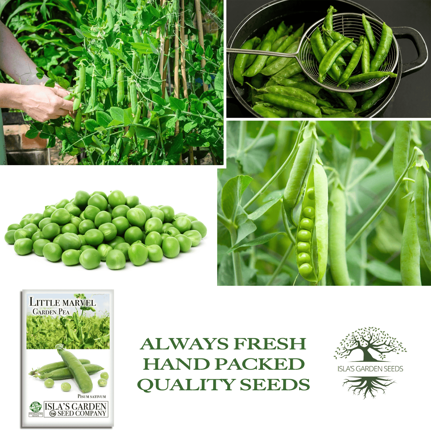 Little Marvel Pea | 50 Seeds/Pk