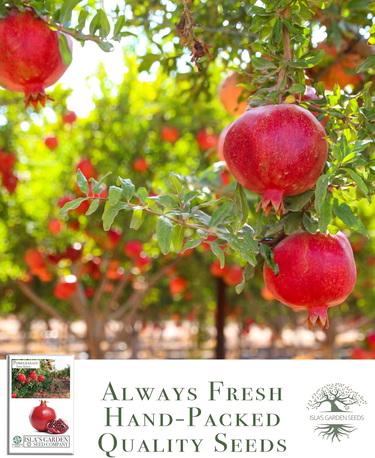 Pomegranate Tree Seeds | 30 Seeds/Pk