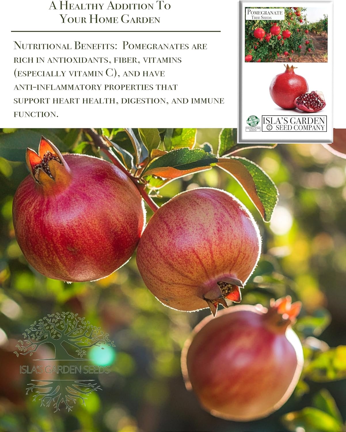 Pomegranate Tree Seeds | 30 Seeds/Pk
