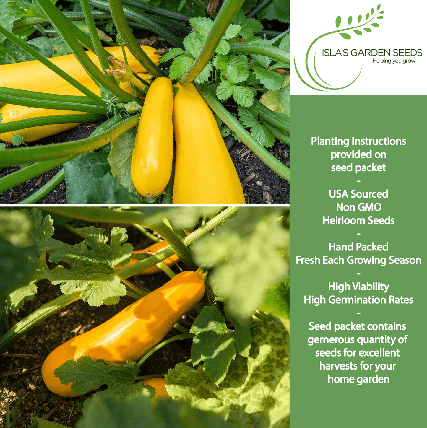 Early Prolific Straightneck Squash | 50 Seeds/Pk