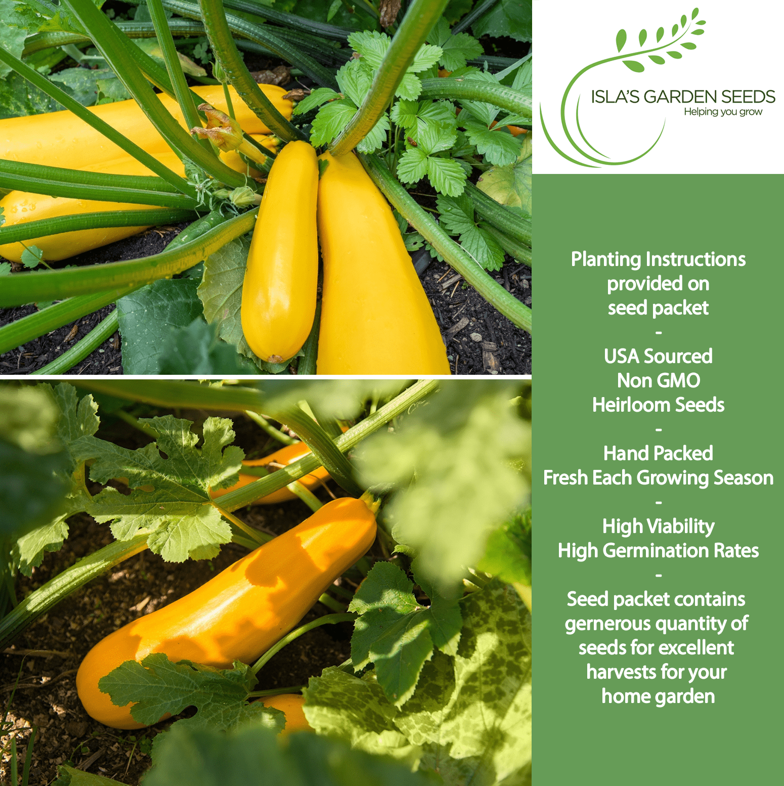 Early Prolific Straightneck Squash | 50 Seeds/Pk
