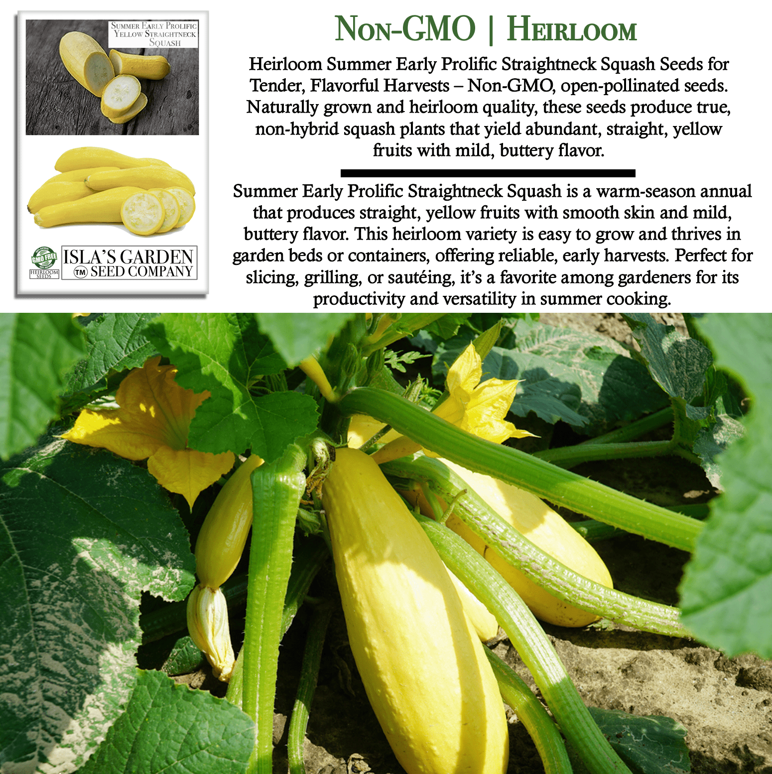 Early Prolific Straightneck Squash | 50 Seeds/Pk