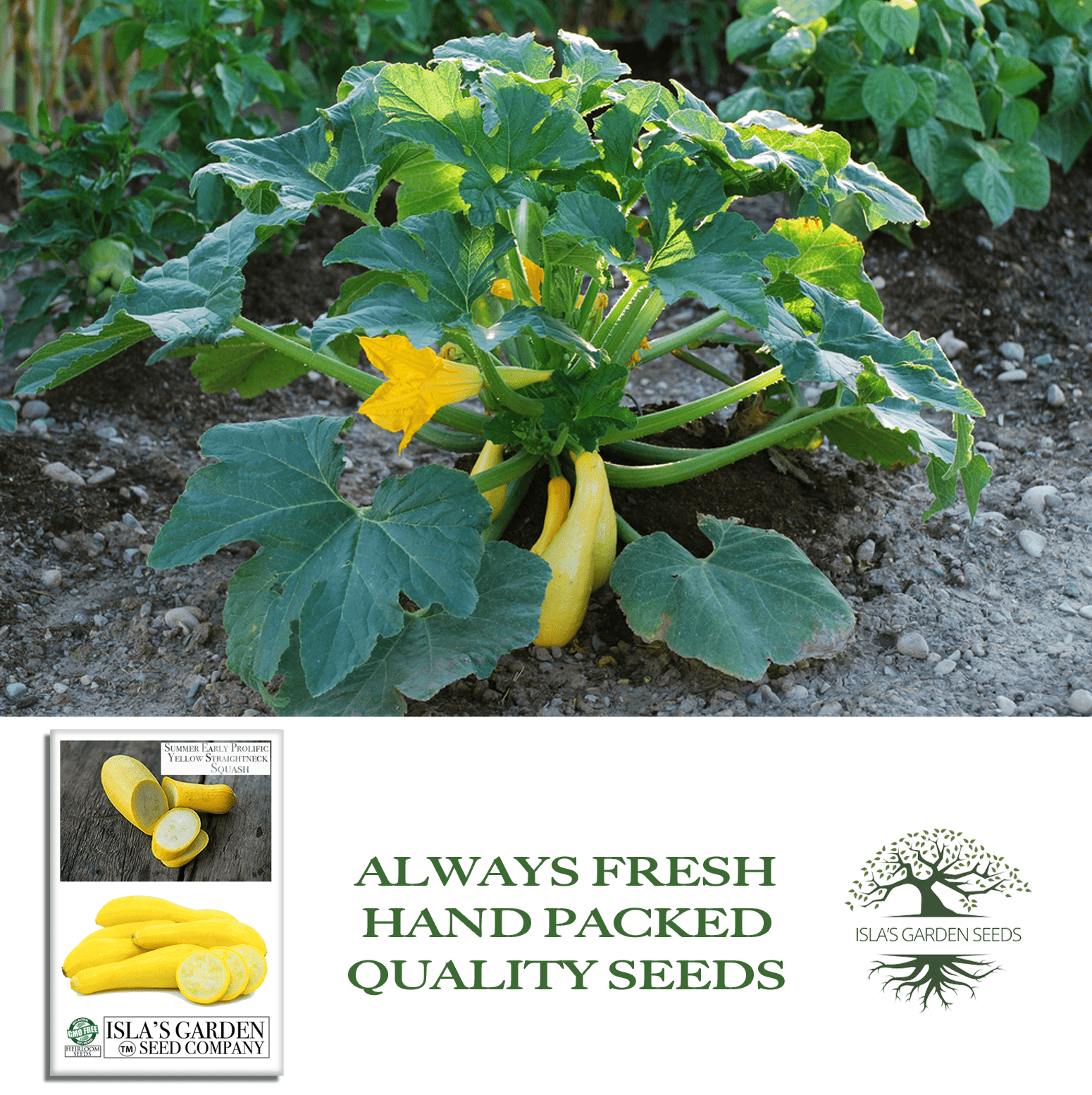 Early Prolific Straightneck Squash | 50 Seeds/Pk