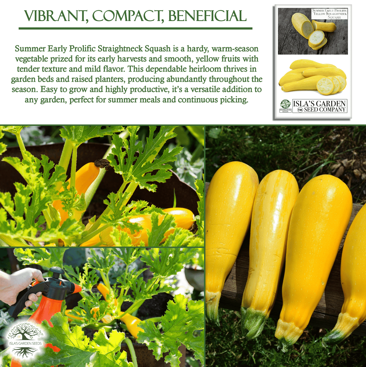 Early Prolific Straightneck Squash | 50 Seeds/Pk