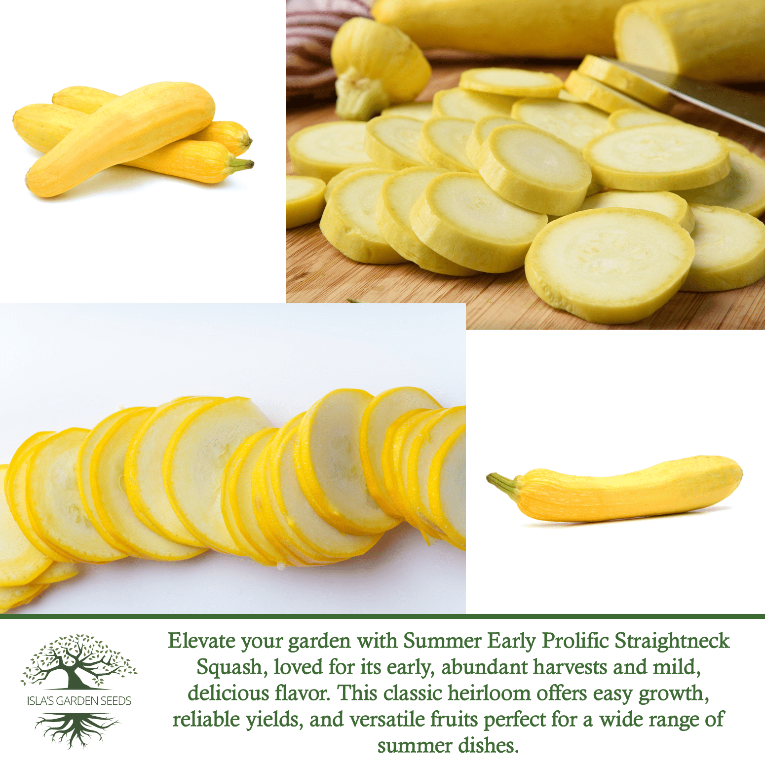 Early Prolific Straightneck Squash | 50 Seeds/Pk
