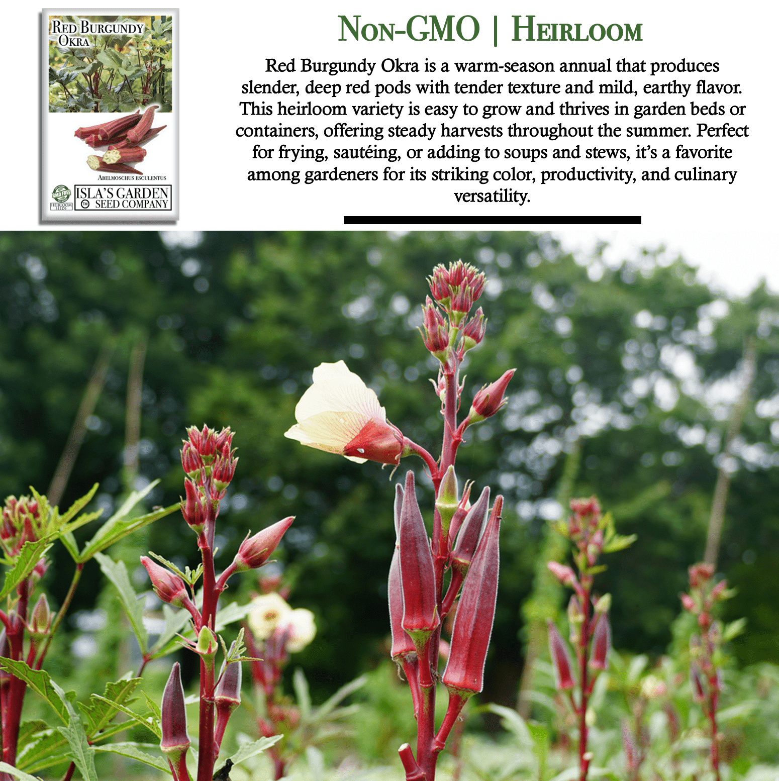Red Burgundy Okra | 100 Seeds/Pk