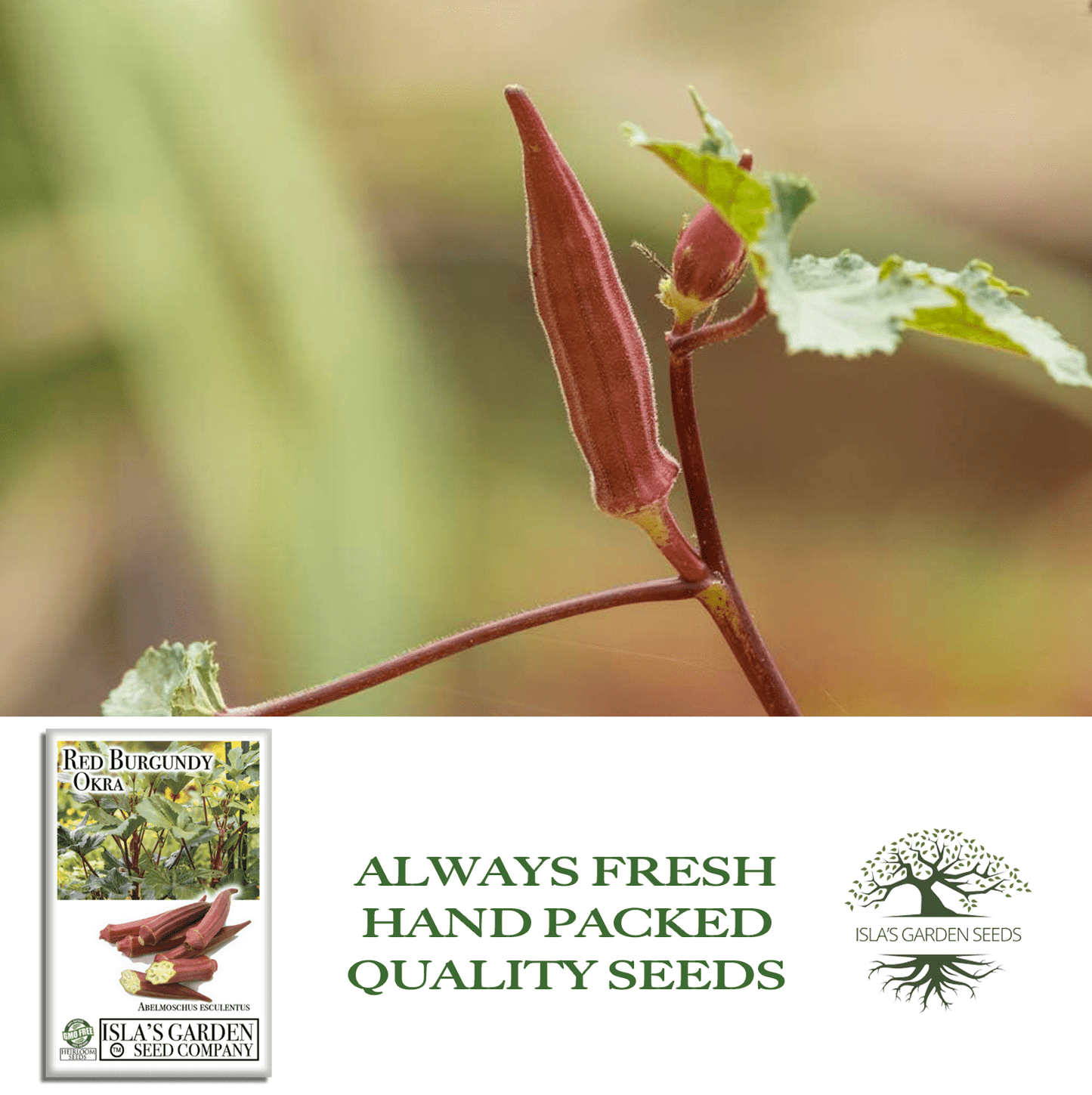 Red Burgundy Okra | 100 Seeds/Pk