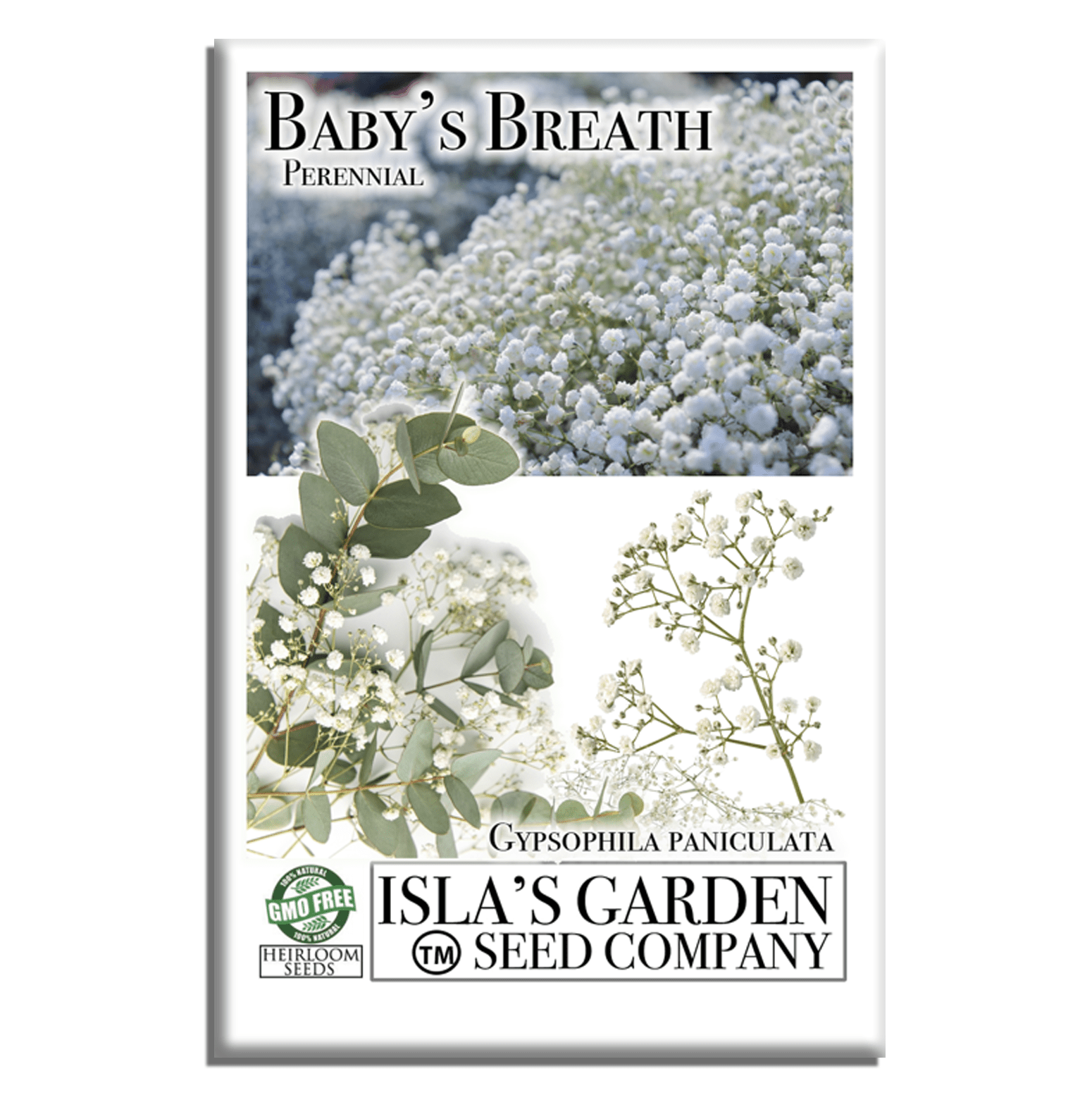 gypsum flower seeds Babys Breath Flowers, 2000 Heirloom Flower Seeds Per Packet, Non GMO Seeds, Islas Garden Seeds